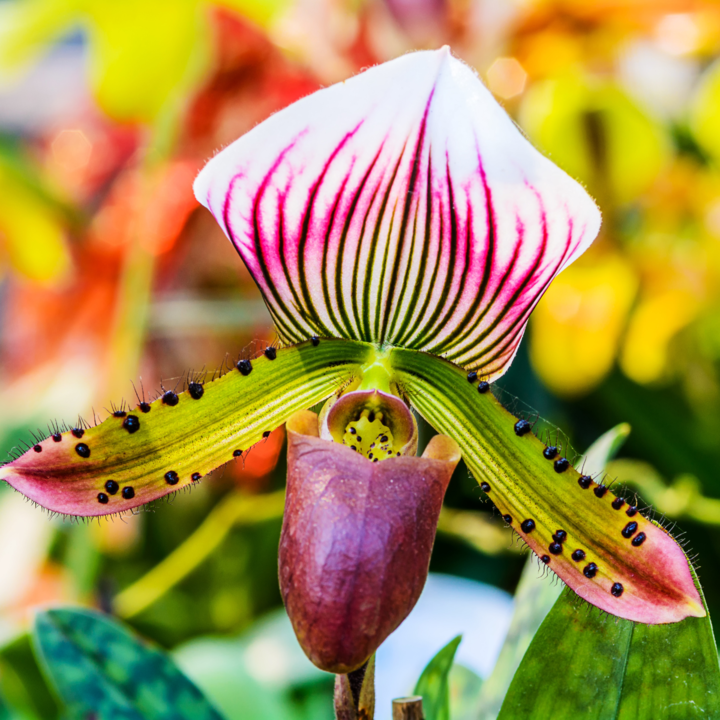 Image of a slipper orchid.