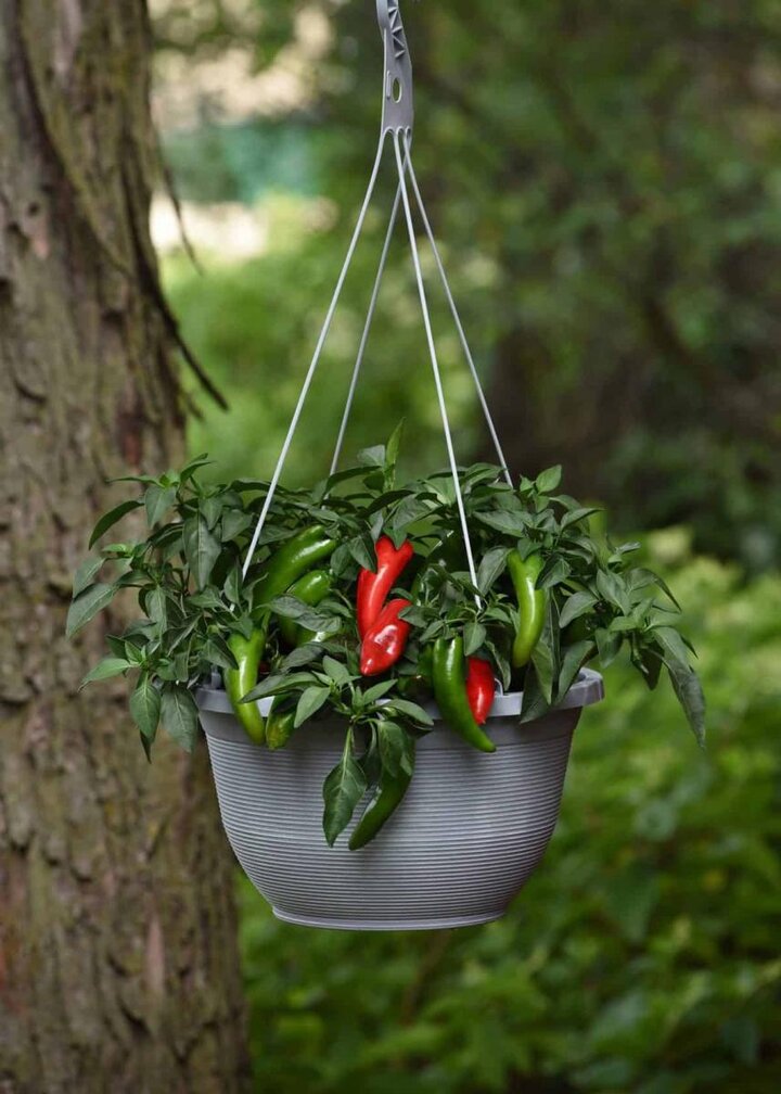 Image of Pot-a-peno pepper. 