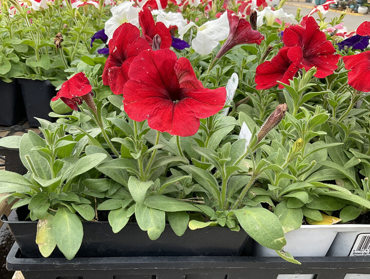 Picture of Petunias