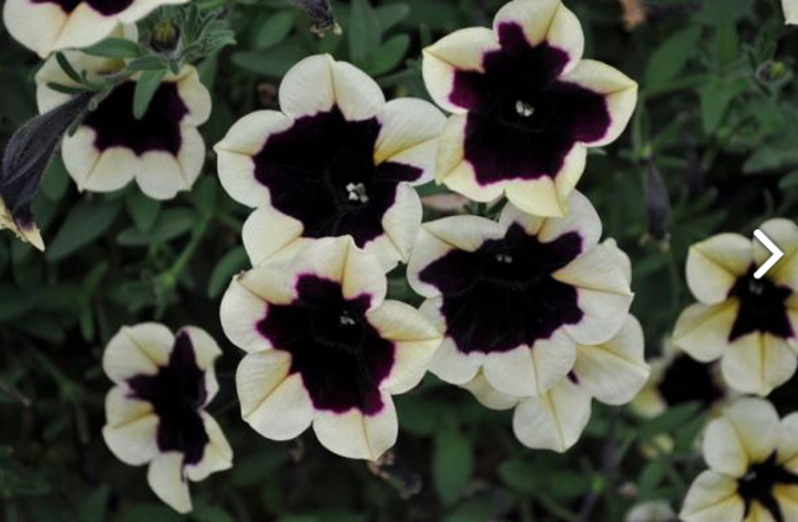 Image of 'Headliner' petunia.