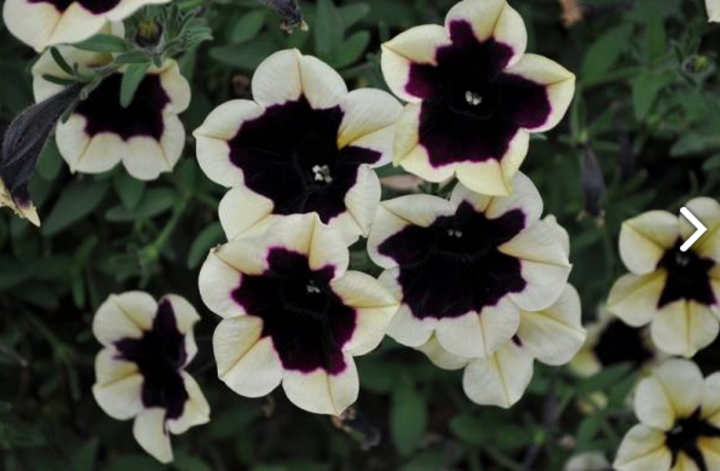 Image of 'Headliner' petunia. 