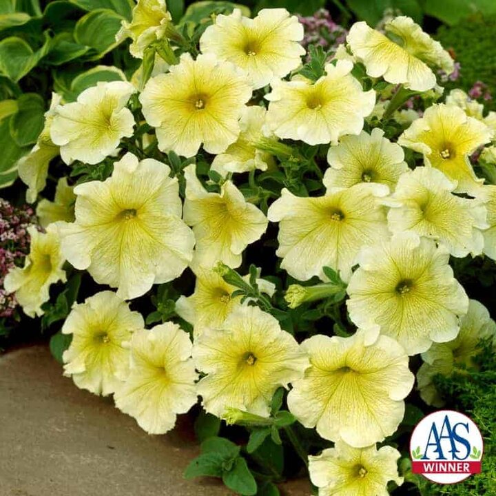 'Prism Sunshine' is a creamy yellow grandiflora petunia named 1998 All-America Selection (AAS) winner.