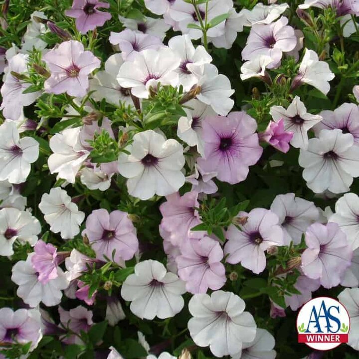 Image of 'Tidal Wave Silver' petunia. 