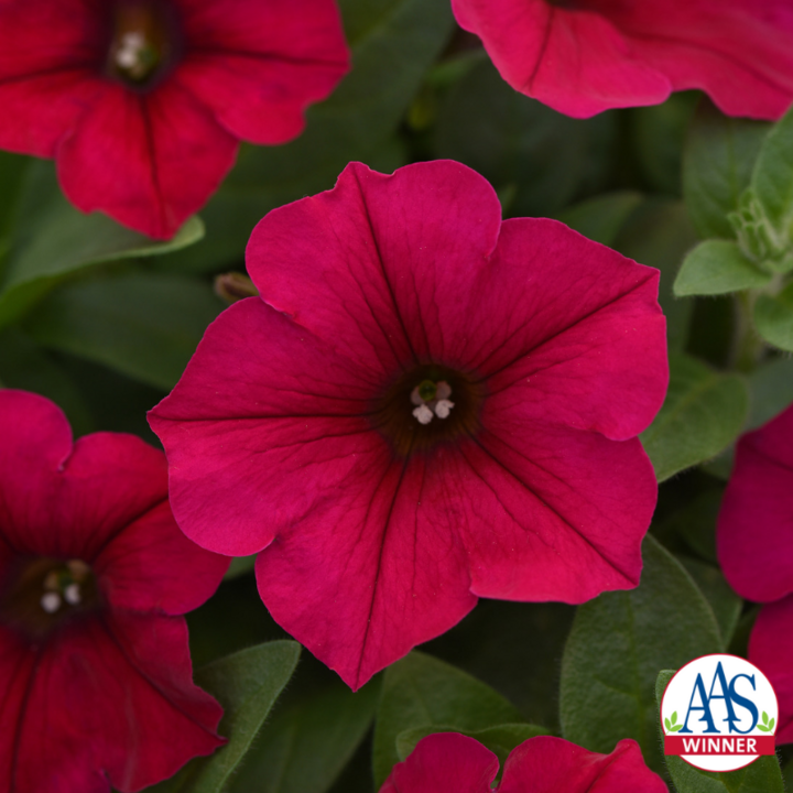 Image of petunia 'Wave Carmine Velour'.