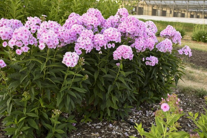 Phlox 'Luminary Opalescence' from Spring Meadow. A summer blooming tall garden phlox hybrid.
