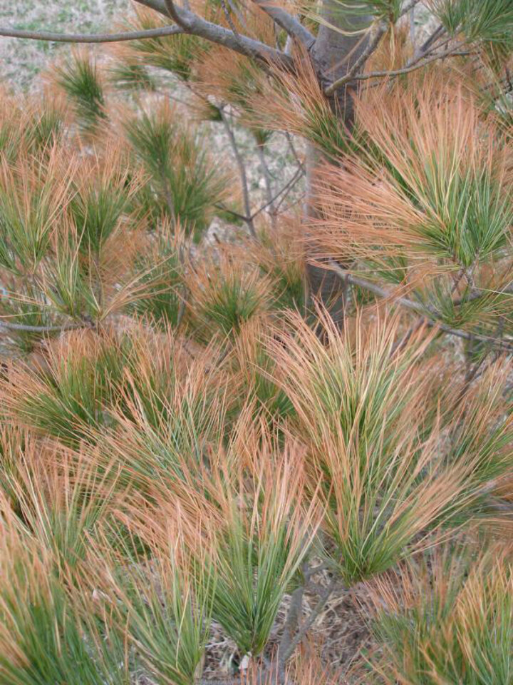 Drought stress shows up in woody plants