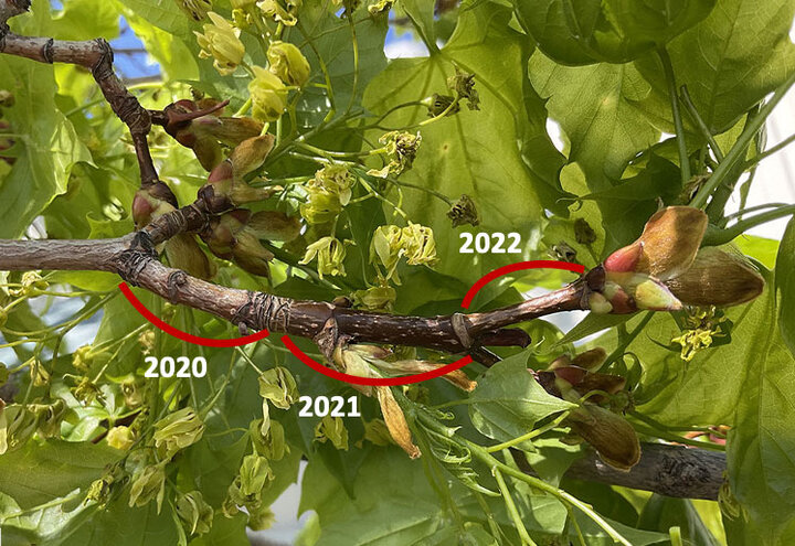 Photo of a young branch, overlaid with text and red lines showing year's growth in 2020, 2021, 2022