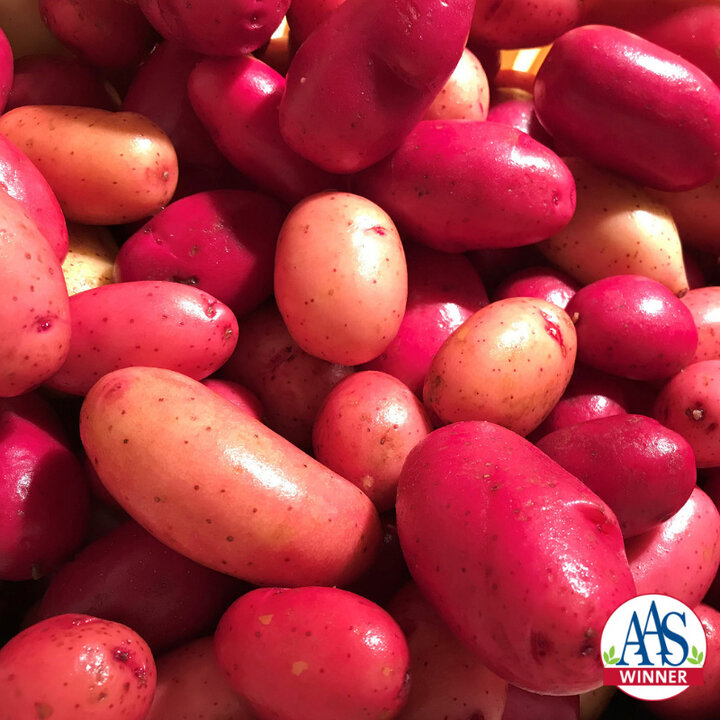 Picture of red 'Clancy' potato.