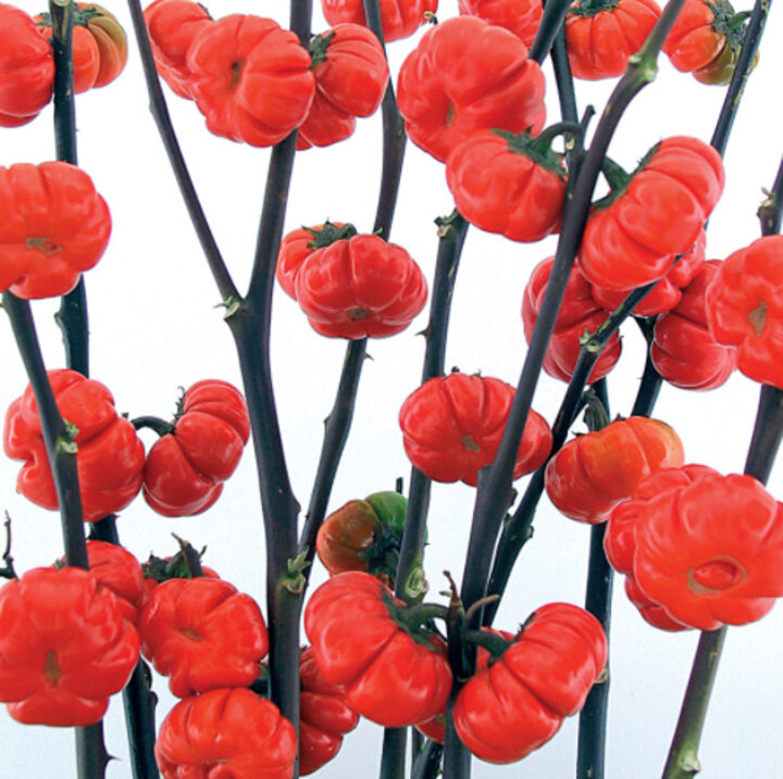 Pumpkin-on-a-stick plant