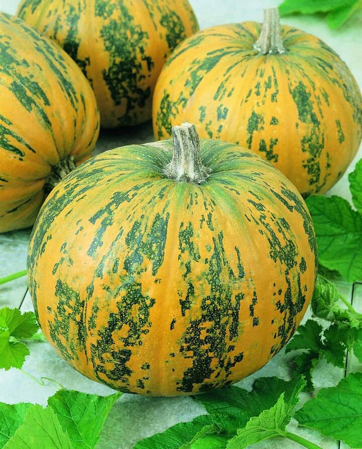 Picture of Pepitas Pumpkins.