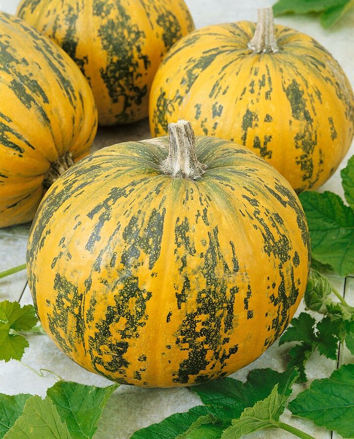 Large orange pumpkin.