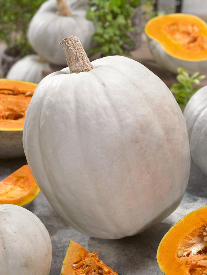 Large orange pumpkin.