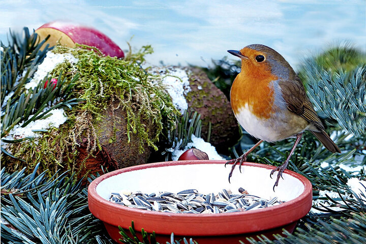 Image of feeding station for birds. 