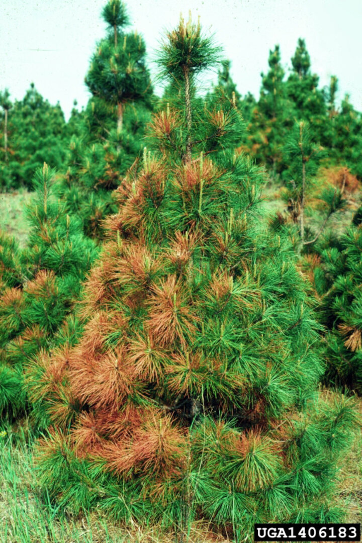  Winter burn and winter drying of pine tree