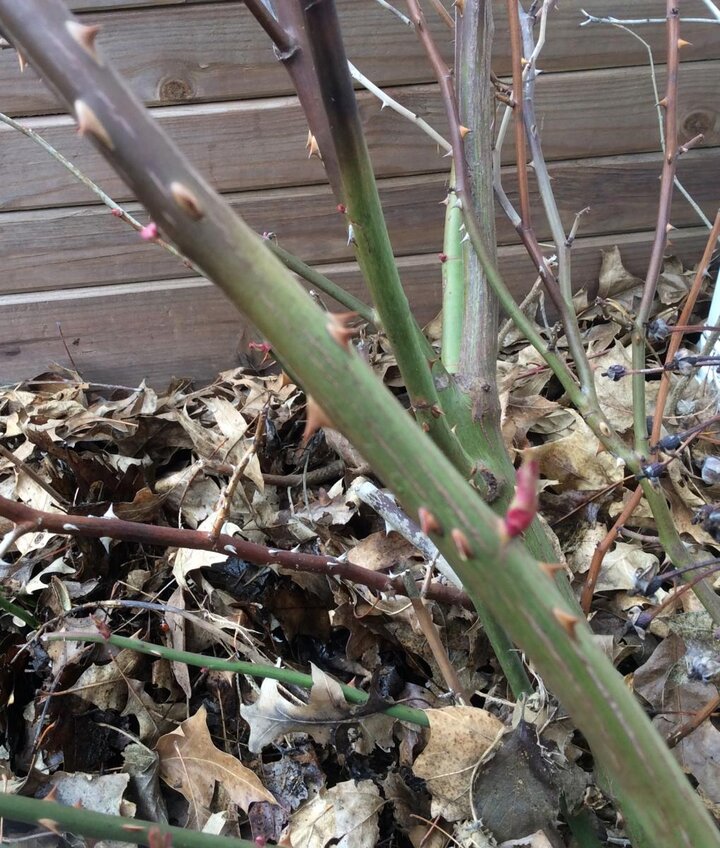 Brown stem bark, as on the top of this stem, indicates this section of the stem has died. This stem should be pruned back to green healthy growth and an outward-facing bud or shoot.