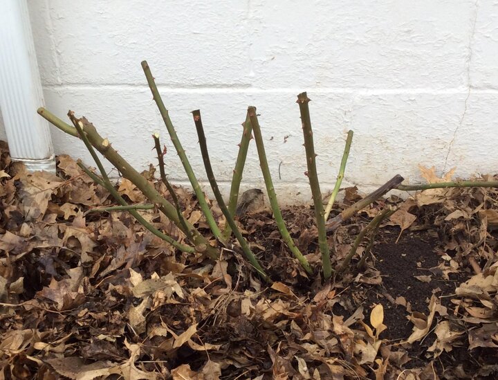 All the dead stems have been removed from this rose and it is ready for a new growing season.