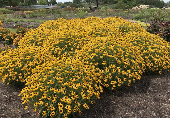 Picture of Rudbeckia 'American Gold Rush'.