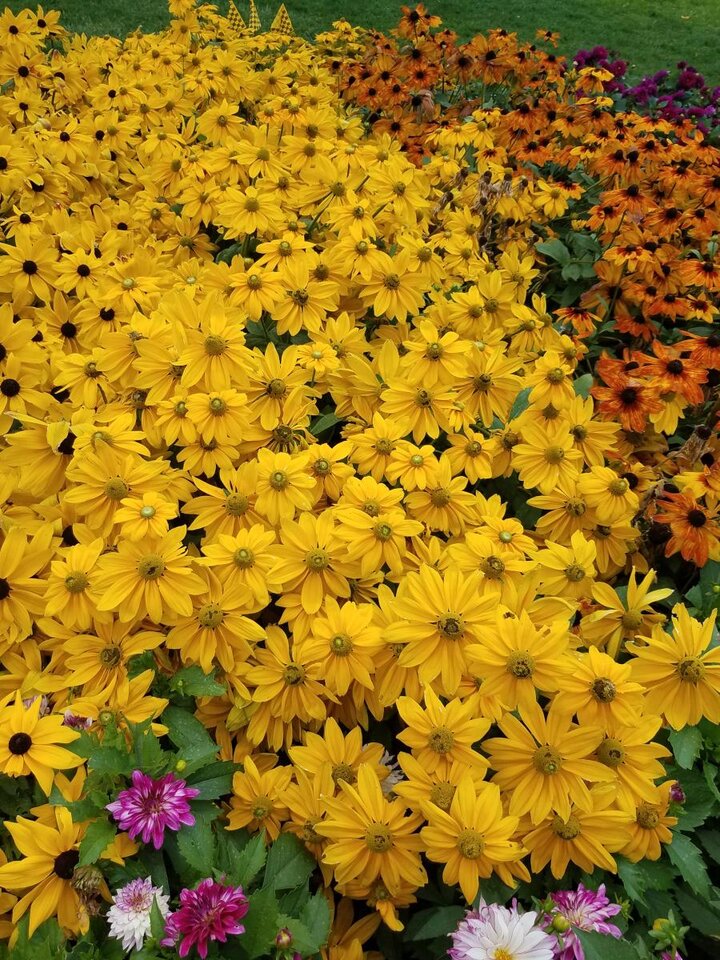 Picture of 'Sunbeckia Ophelia' rudbeckia.