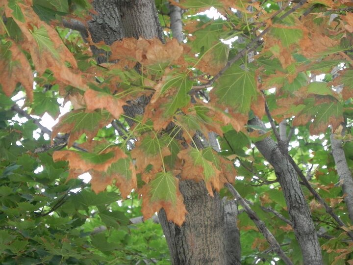 Close up of leaf scorch symptoms in tree suffering from stem girdling roots and drought.