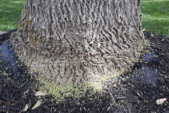 Picture of Ash Sawflies fallen from tree leaves