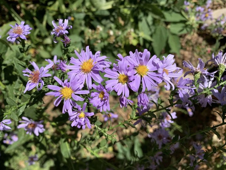 asters