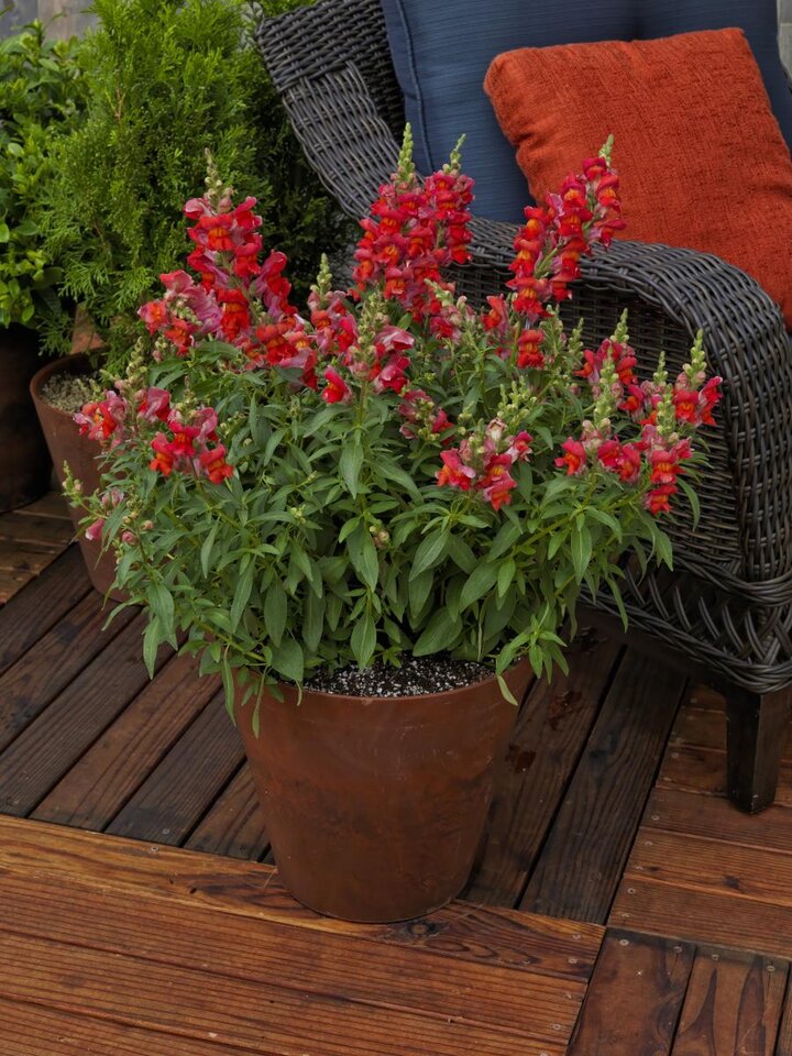 red snapdragons in a pot on a patio