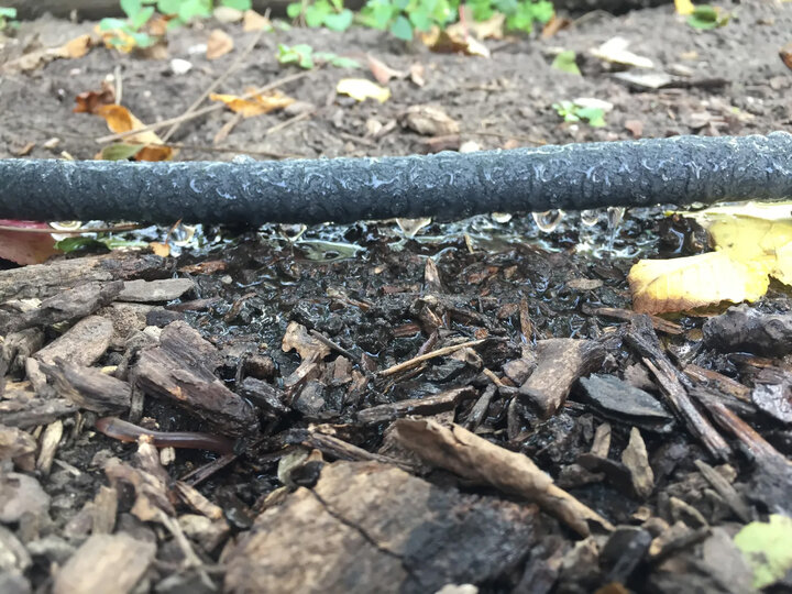 Drip irrigation hose watering mulch and soil, surrounded by leaves and plants.