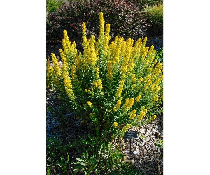 Solidago Wichita Mountain Goldenrod