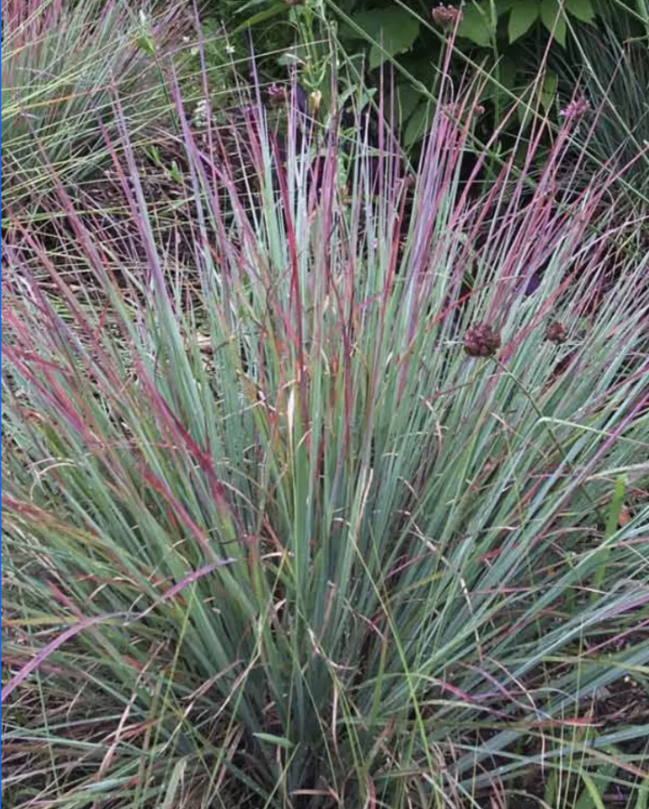 Picture of standing ovation bluestem in early fall. Image from Bluestone Perennials, bluestone perennials.com