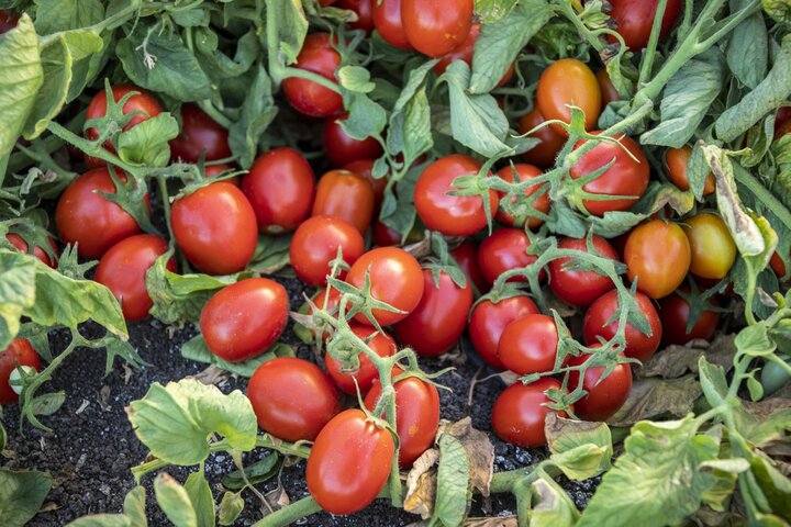 Image of 'Early Resilience' tomato. 