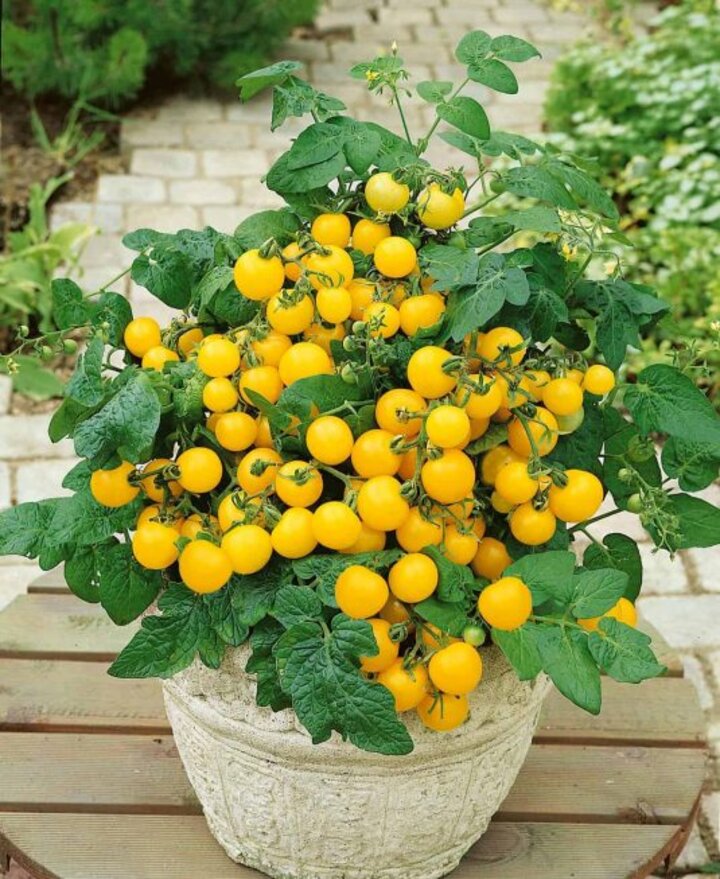 Yellow Patio Tomato