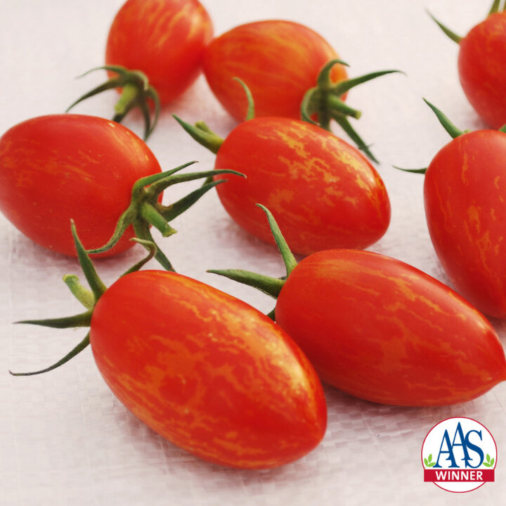 Picture of 'Red Torch' tomato.