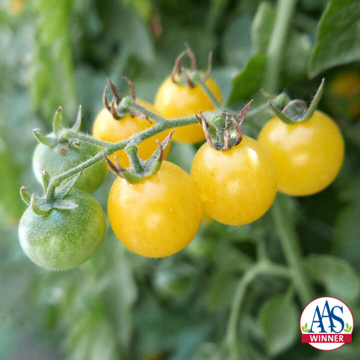 Picture of yellow 'Fire Fly' tomato.
