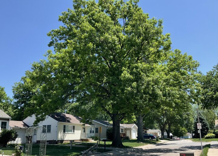 Picture of tree with wide canopy