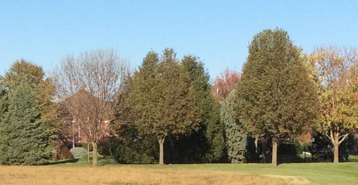 Image of mixed residential windbreak. 