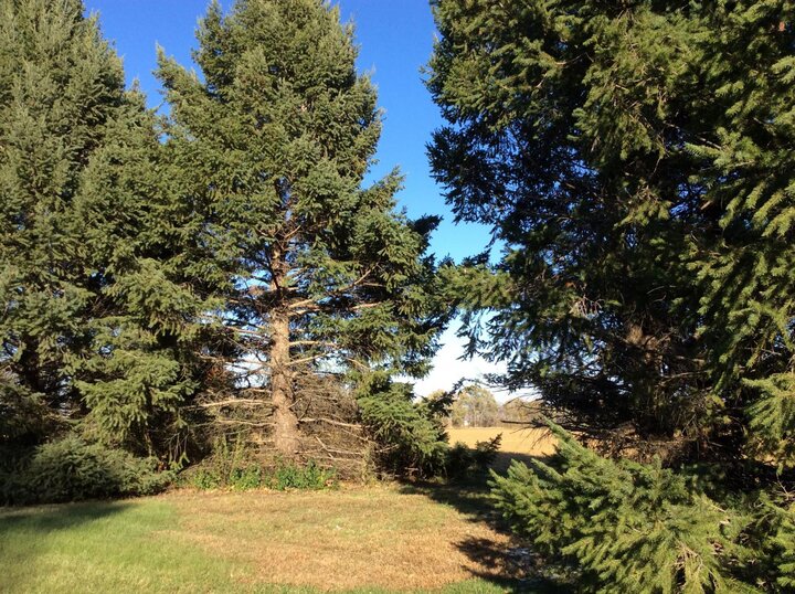 Image of hole in windbreak due to tree loss. 