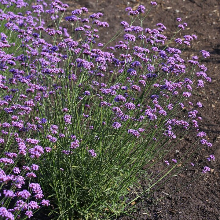 Image of Verbena 'Vanity'.