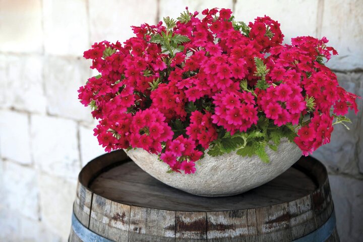 Verbena 'Samira Rose' from Benary. 