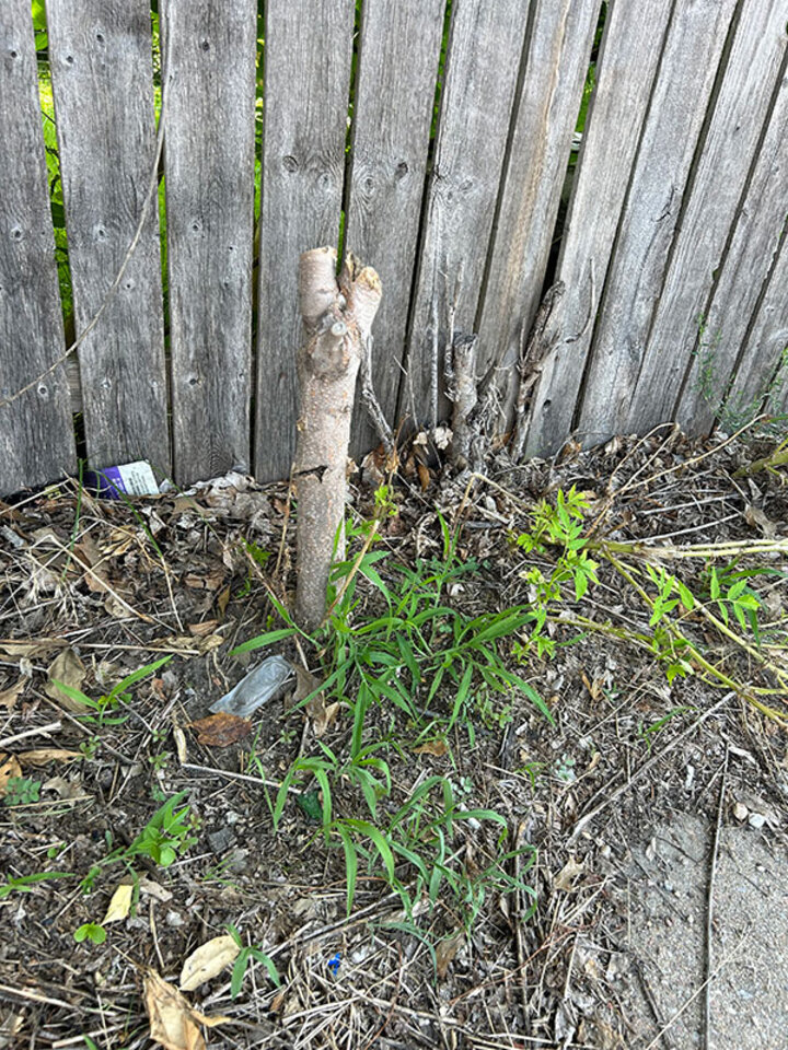 Picture of weedy tree stump