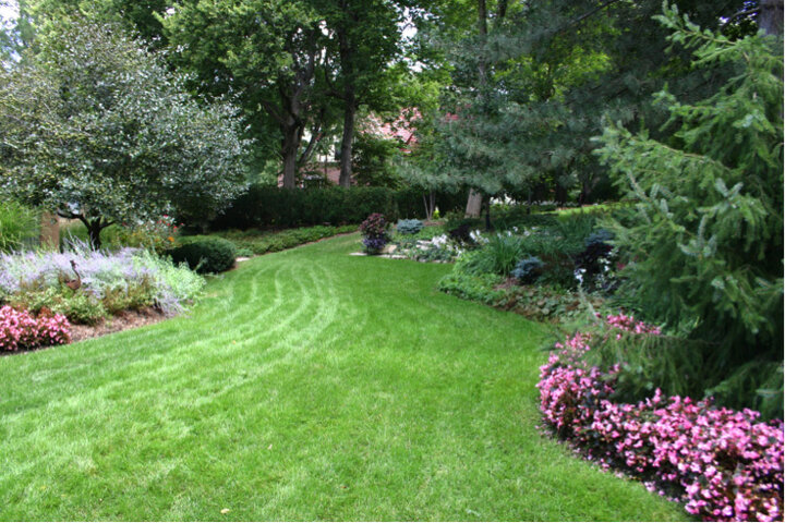 Image of turf replaced by well-adapted plants in shady areas. 