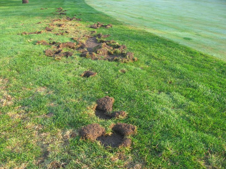 Image of green turf with large areas turned up showing the soil