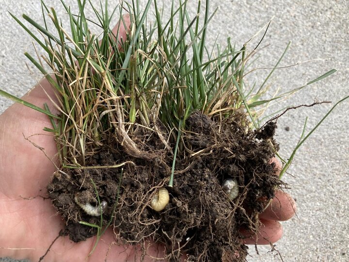 Japanese beetles grubs feeding on turf roots.