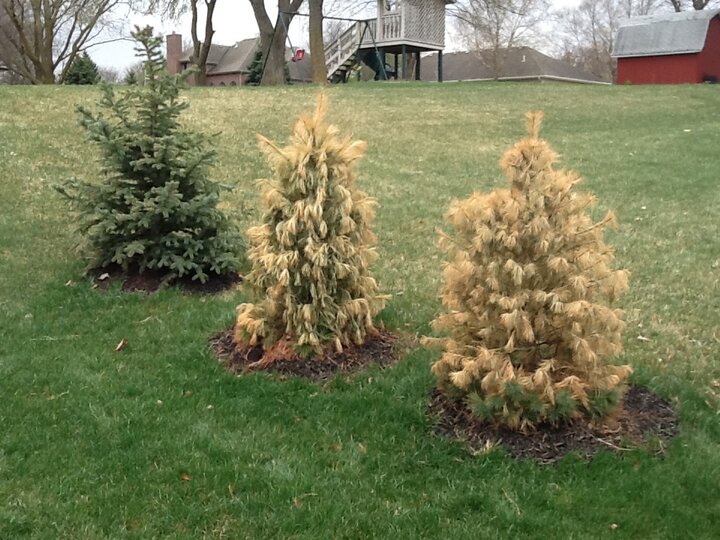 White pine winter desiccation.