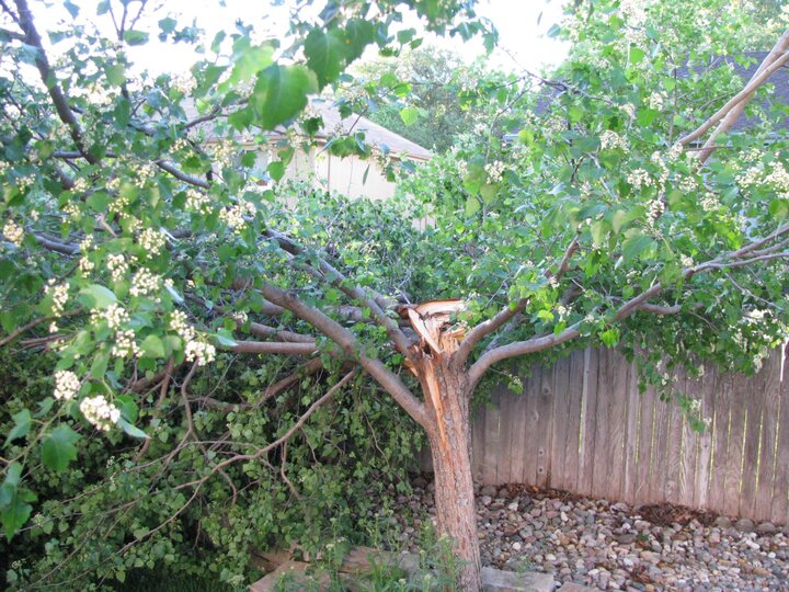 Wind Damage