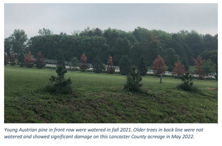 Image of drought dead to windbreak trees. 