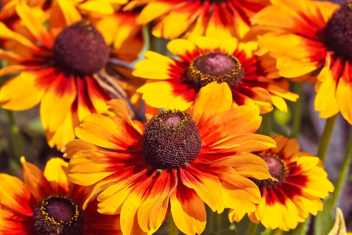 Picture of Yellow Echinacea - Coneflower