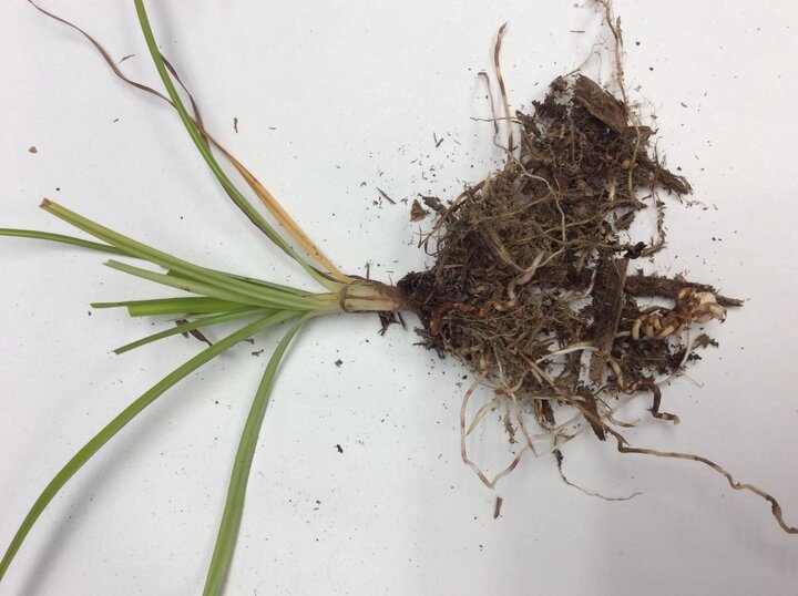 Yellow nutsedge root system.