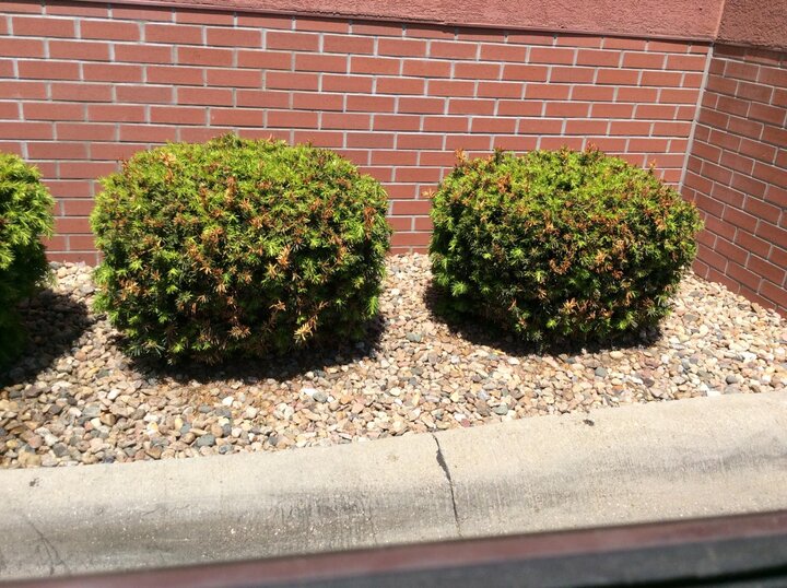 New growth on yew shrubs developed in response to fall pruning and killed by cold temperatures.