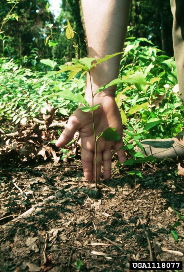 Picture of young oak seedling