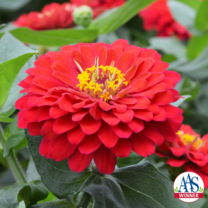 Image of Zinnia 'Holi Scarlet'.